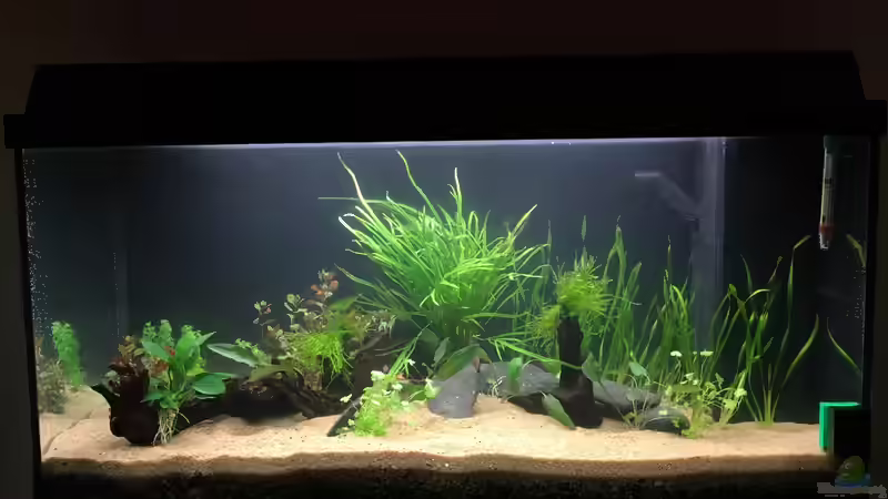 Aquarium Hauptansicht von Becken 33407 Aquarium Hauptansicht von Becken 33407