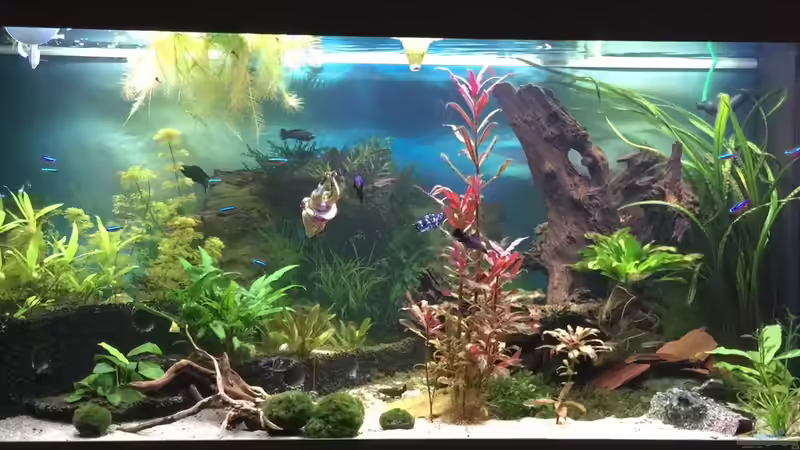 Aquarium Hauptansicht von Becken 33471 Aquarium Hauptansicht von Becken 33471