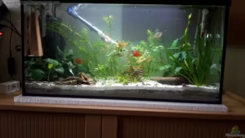 Aquarium Hauptansicht von Becken 33538 Aquarium Hauptansicht von Becken 33538