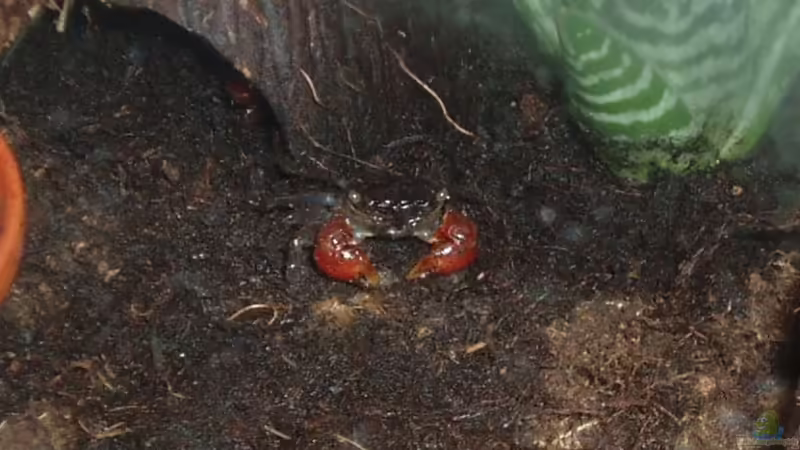 Aquarium Hauptansicht von Becken 3360 Aquarium Hauptansicht von Becken 3360