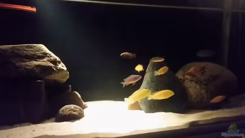 Aquarium Hauptansicht von Becken 33614 Aquarium Hauptansicht von Becken 33614