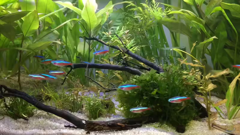 Aquarium Hauptansicht von Becken 33704 Aquarium Hauptansicht von Becken 33704