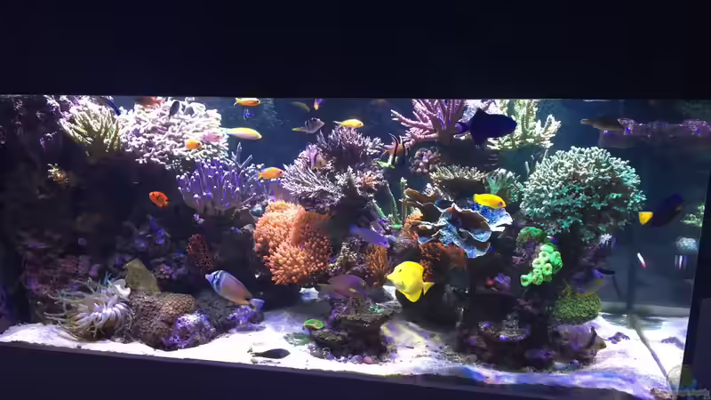 Aquarium Hauptansicht von Becken 33714 Aquarium Hauptansicht von Becken 33714