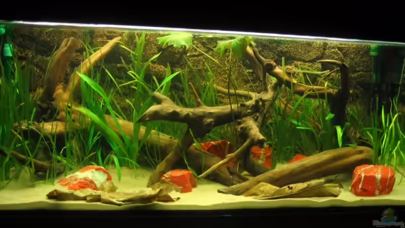 Aquarium Hauptansicht von Becken 3374 Aquarium Hauptansicht von Becken 3374