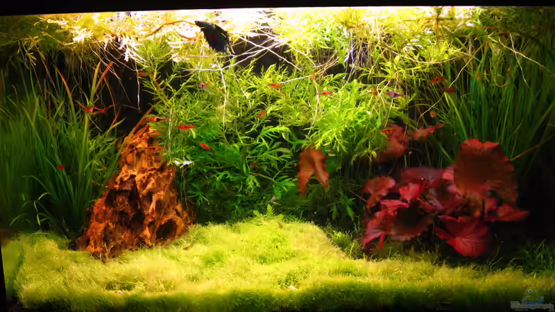 Aquarium Hauptansicht von Becken 33774 Aquarium Hauptansicht von Becken 33774