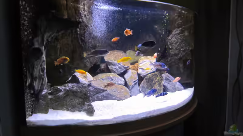 Aquarium Hauptansicht von Becken 33784 Aquarium Hauptansicht von Becken 33784