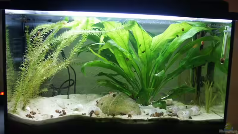 Aquarium Hauptansicht von Becken 3387 Aquarium Hauptansicht von Becken 3387