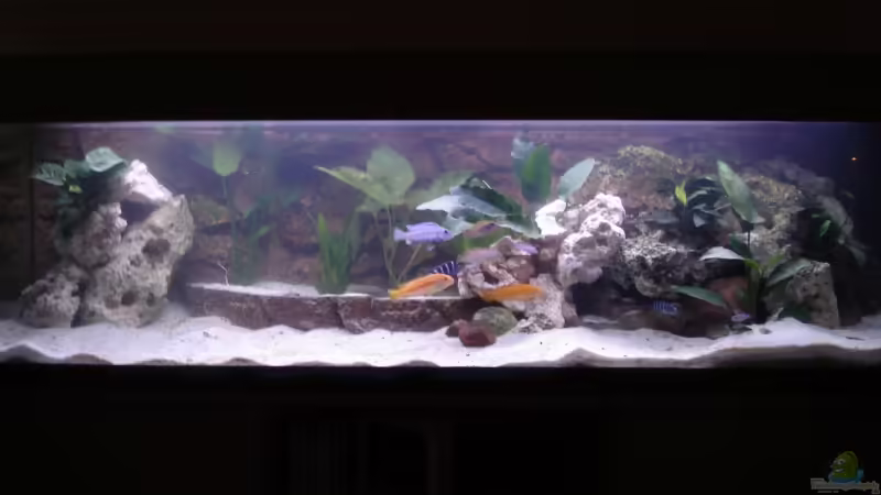 Aquarium Hauptansicht von Becken 3389 Aquarium Hauptansicht von Becken 3389