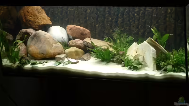 Aquarium Hauptansicht von Becken 339 Aquarium Hauptansicht von Becken 339