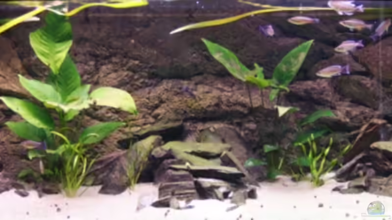 Aquarium Hauptansicht von Becken 3404 Aquarium Hauptansicht von Becken 3404