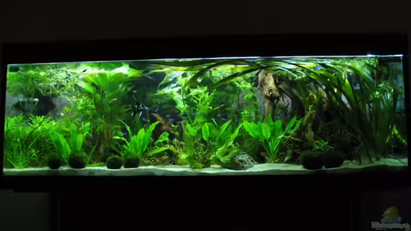 Aquarium Hauptansicht von Becken 341 Aquarium Hauptansicht von Becken 341