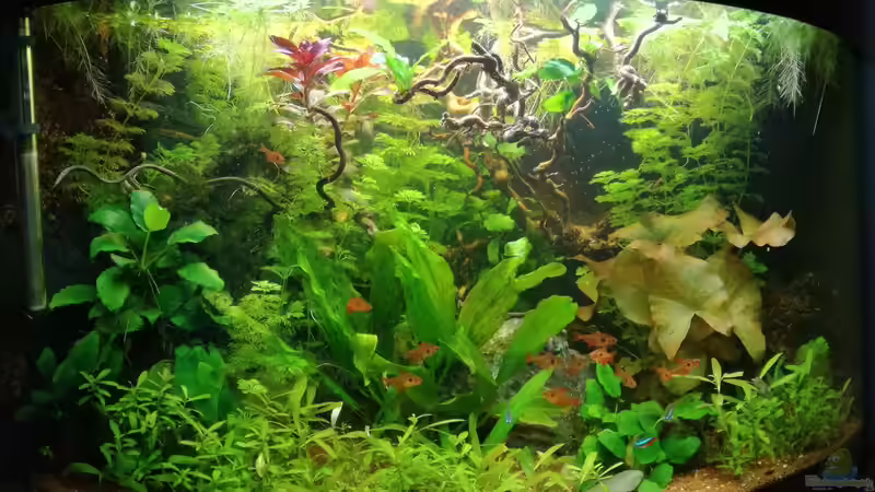 Aquarium Hauptansicht von Becken 34169 Aquarium Hauptansicht von Becken 34169