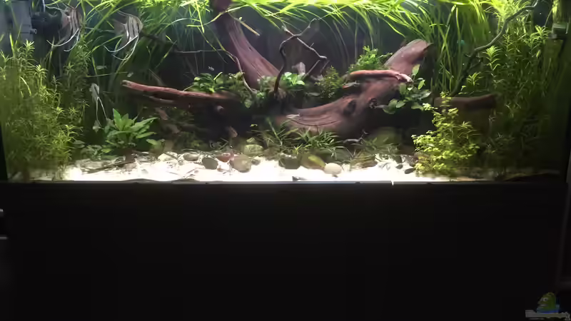 Aquarium Hauptansicht von Becken 34195 Aquarium Hauptansicht von Becken 34195