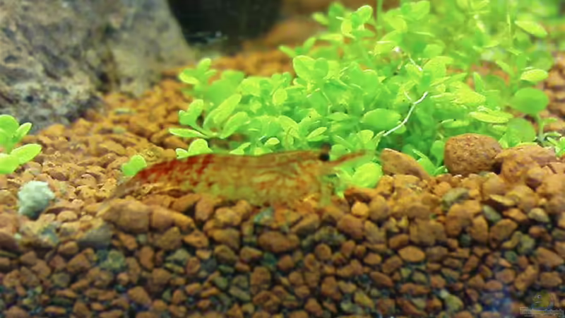 Aquarium Hauptansicht von Becken 3434 Aquarium Hauptansicht von Becken 3434