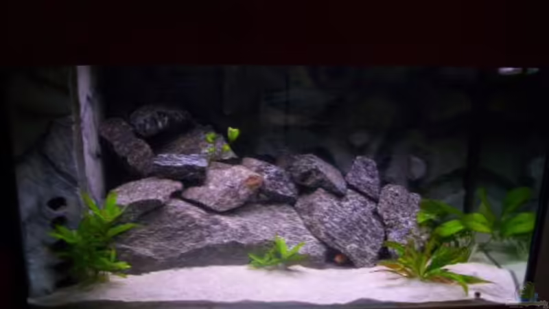 Aquarium Hauptansicht von Becken 3441 Aquarium Hauptansicht von Becken 3441