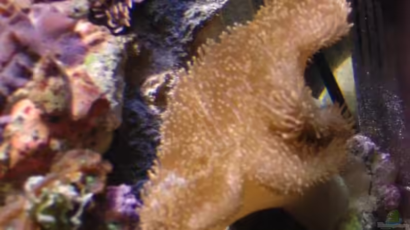 Aquarium Hauptansicht von Becken 3444 Aquarium Hauptansicht von Becken 3444