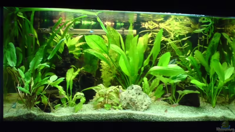 Aquarium Hauptansicht von Becken 3447 Aquarium Hauptansicht von Becken 3447