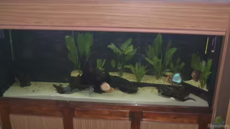 Aquarium Hauptansicht von Becken 3460 Aquarium Hauptansicht von Becken 3460