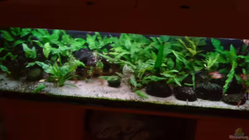 Aquarium Hauptansicht von Becken 3483 Aquarium Hauptansicht von Becken 3483