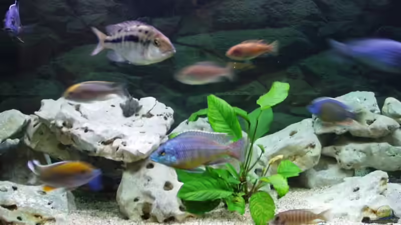 Aquarium Hauptansicht von Becken 35 Aquarium Hauptansicht von Becken 35