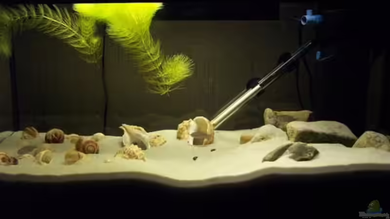 Aquarium Hauptansicht von Becken 351 Aquarium Hauptansicht von Becken 351