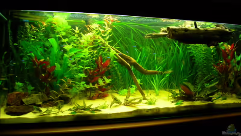 Aquarium Hauptansicht von Becken 3526 Aquarium Hauptansicht von Becken 3526