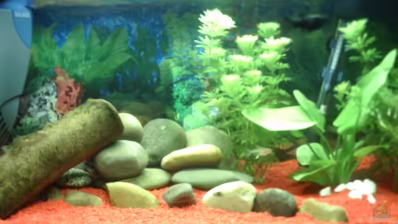 Aquarium Hauptansicht von Becken 3545 Aquarium Hauptansicht von Becken 3545