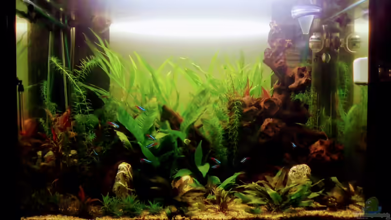 Aquarium Hauptansicht von Becken 35548 Aquarium Hauptansicht von Becken 35548