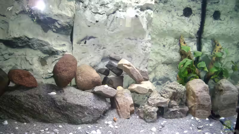 Aquarium Hauptansicht von Becken 35606 Aquarium Hauptansicht von Becken 35606