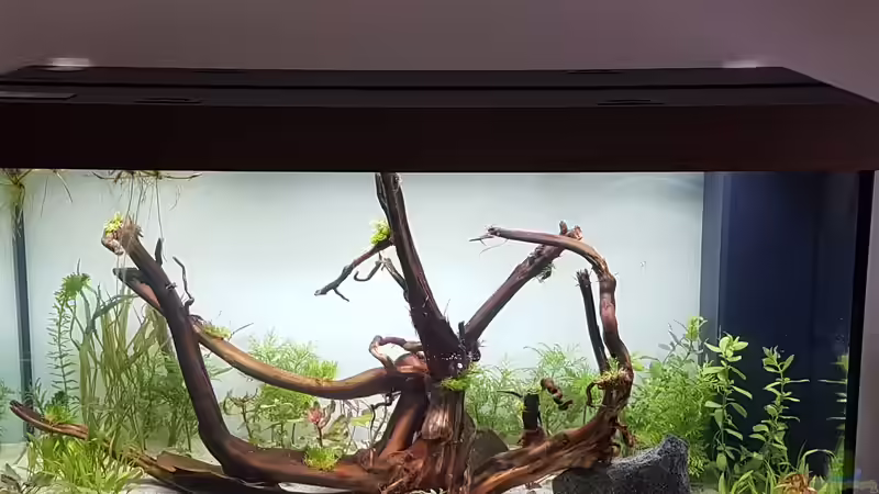 Aquarium Hauptansicht von Becken 35668 Aquarium Hauptansicht von Becken 35668