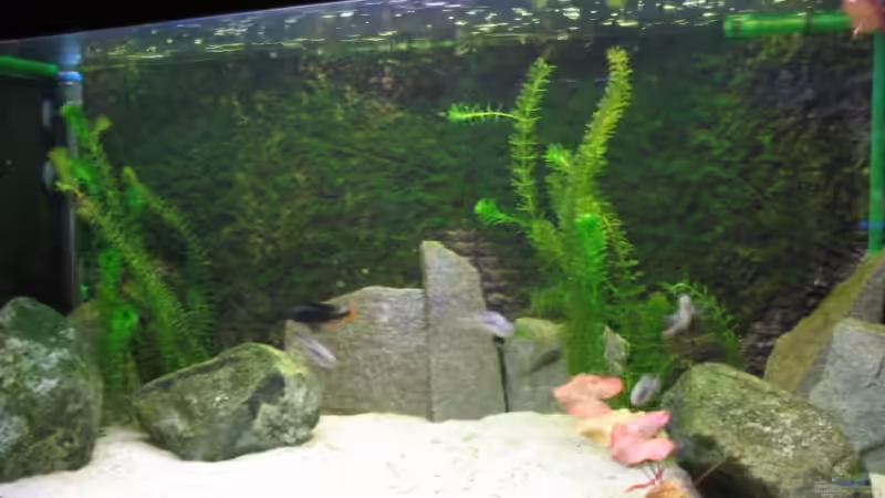 Aquarium Hauptansicht von Becken 3568 Aquarium Hauptansicht von Becken 3568