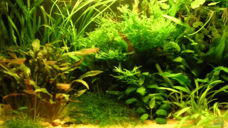 Aquarium Hauptansicht von Becken 3571 Aquarium Hauptansicht von Becken 3571