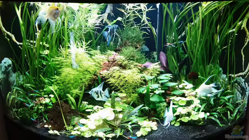 Aquarium Hauptansicht von Becken 35946 Aquarium Hauptansicht von Becken 35946