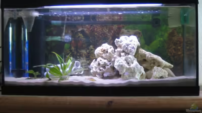 Aquarium Hauptansicht von Becken 3608 Aquarium Hauptansicht von Becken 3608