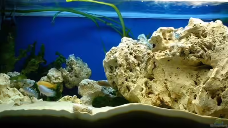 Aquarium Hauptansicht von Becken 362 Aquarium Hauptansicht von Becken 362