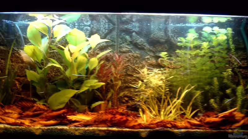 Aquarium Hauptansicht von Becken 3622 Aquarium Hauptansicht von Becken 3622