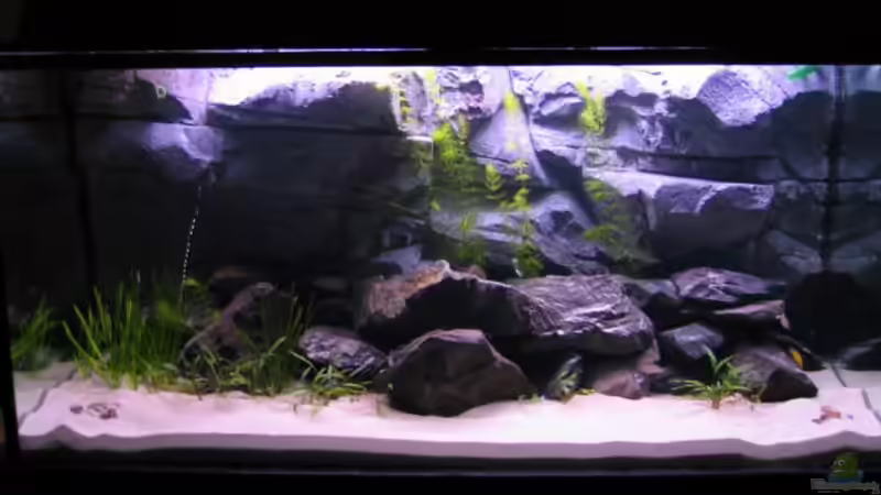 Aquarium Hauptansicht von Becken 3627 Aquarium Hauptansicht von Becken 3627