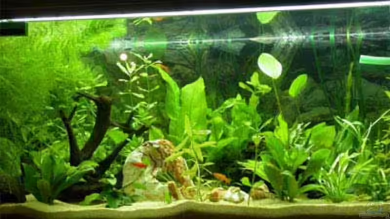 Aquarium Hauptansicht von Becken 3636 Aquarium Hauptansicht von Becken 3636