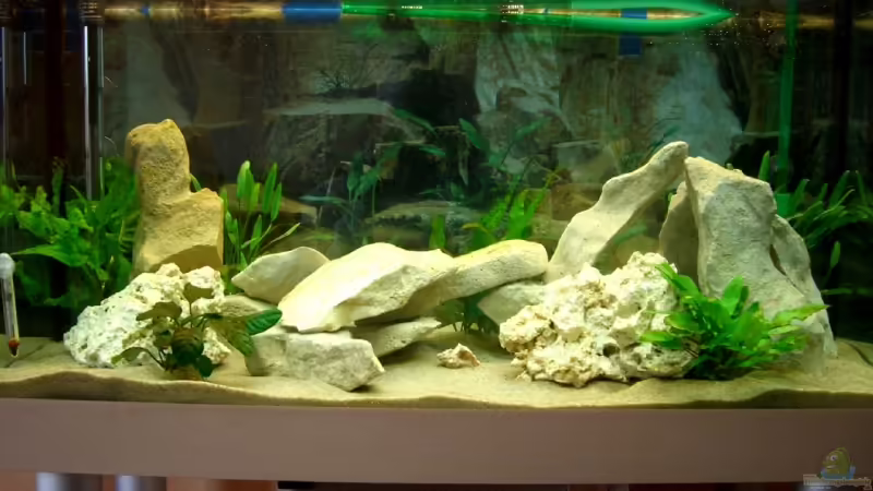 Aquarium Hauptansicht von Becken 3646 Aquarium Hauptansicht von Becken 3646