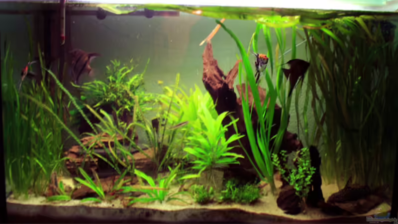 Aquarium Hauptansicht von Becken 3685 Aquarium Hauptansicht von Becken 3685