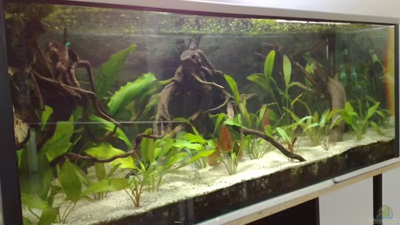 Aquarium Hauptansicht von Becken 3700 Aquarium Hauptansicht von Becken 3700