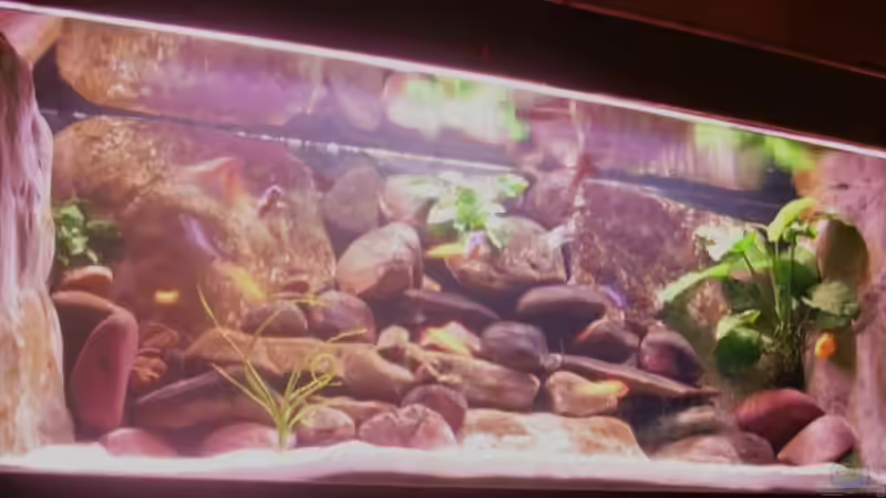 Aquarium Hauptansicht von Becken 3720 Aquarium Hauptansicht von Becken 3720