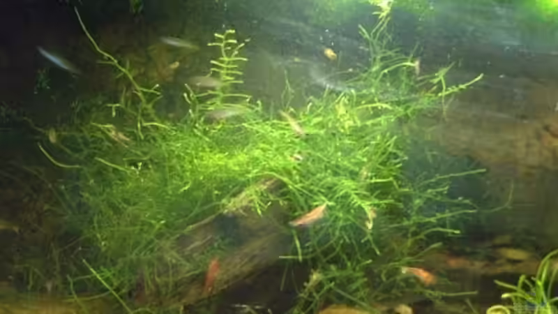 Aquarium Hauptansicht von Becken 3742 Aquarium Hauptansicht von Becken 3742