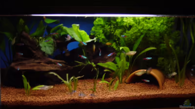 Aquarium Hauptansicht von Becken 3749 Aquarium Hauptansicht von Becken 3749