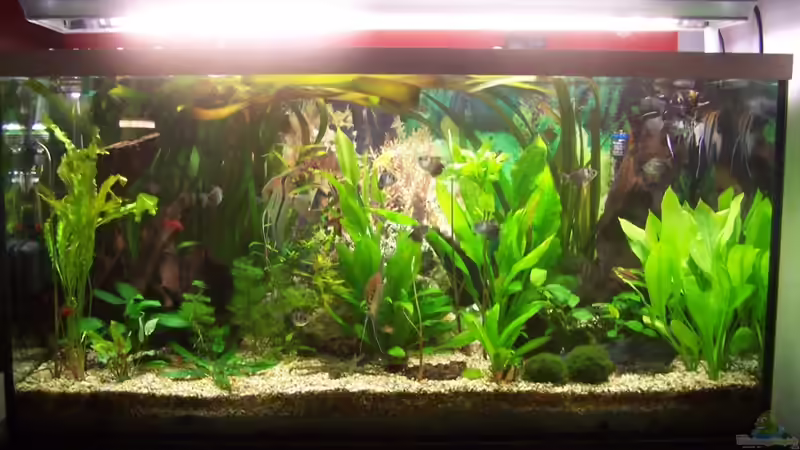 Aquarium Hauptansicht von Becken 3767 Aquarium Hauptansicht von Becken 3767