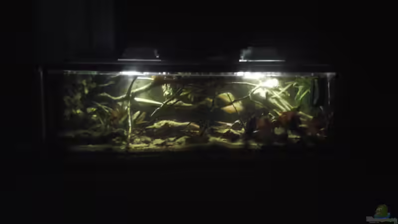 Aquarium Hauptansicht von Becken 37738 Aquarium Hauptansicht von Becken 37738