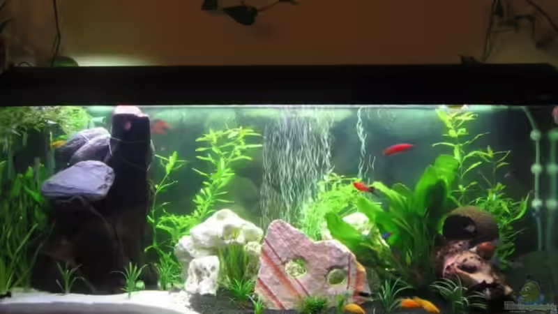 Aquarium Hauptansicht von Becken 3774 Aquarium Hauptansicht von Becken 3774