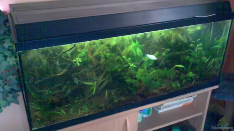 Aquarium Hauptansicht von Becken 3777 Aquarium Hauptansicht von Becken 3777