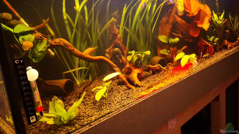 Aquarium Hauptansicht von Becken 37888 Aquarium Hauptansicht von Becken 37888