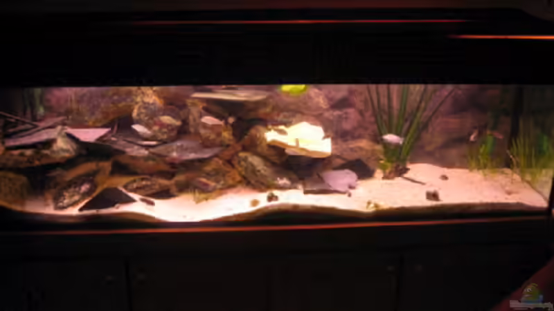 Aquarium Hauptansicht von Becken 381 Aquarium Hauptansicht von Becken 381